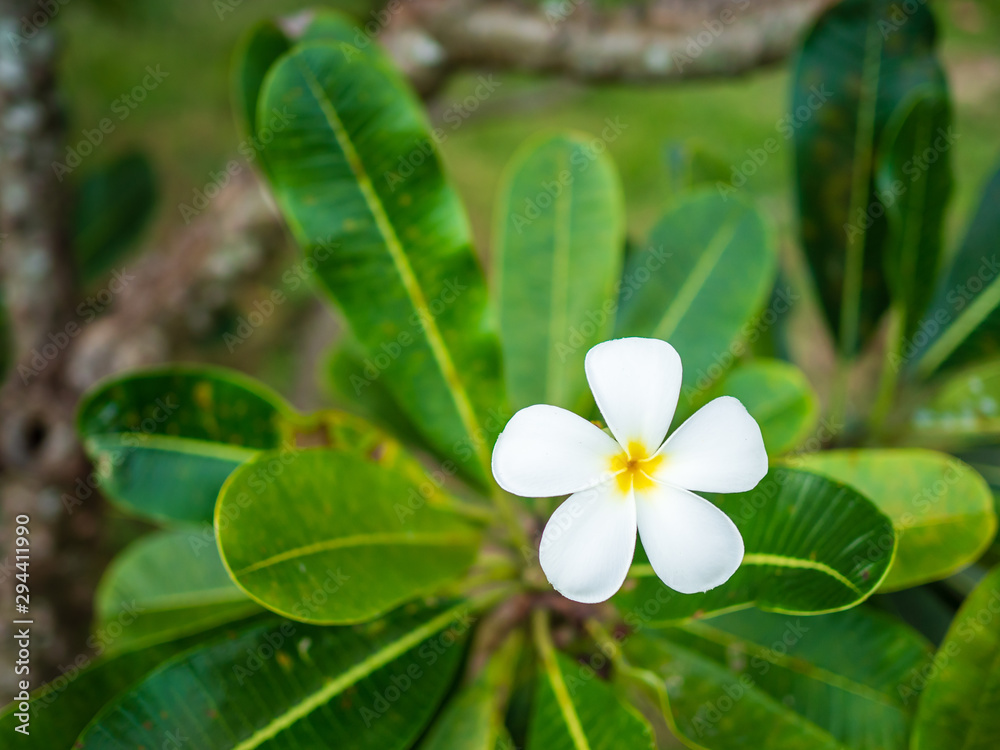 Fototapeta premium Lan Thom flowers in Thailand