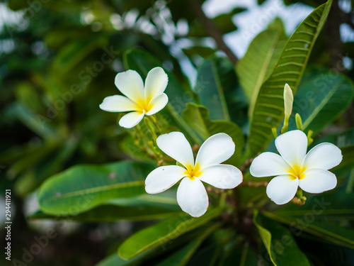 Lan Thom flowers in Thailand