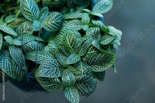 Top view plant in pot decoration in a shop photo