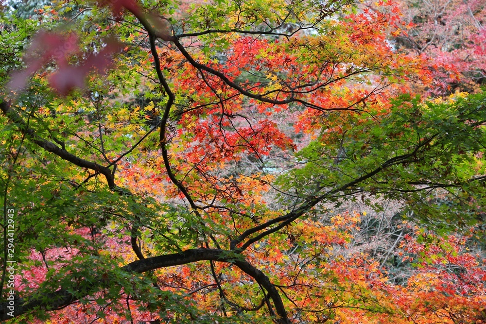 Japan autumn foliage
