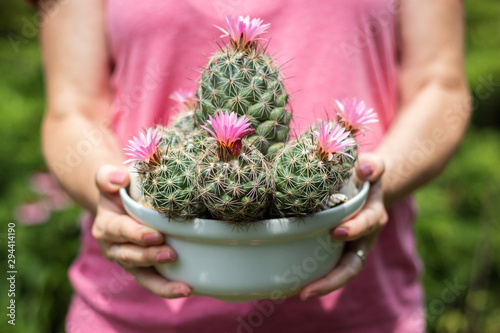 Woman holding blooming cactus with pink flower in pot. Mammillaria scrippsiana photo