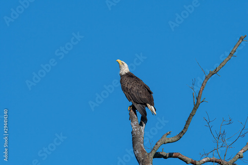 An American Bald Eagle perched against a blue sky. © RGL Photography