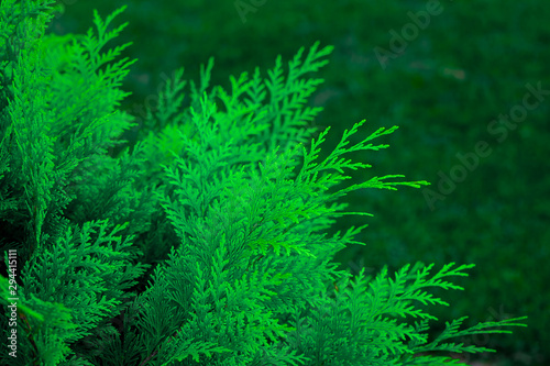 Branch of green thuja background. Green thuja leaf texture. Nature background texture