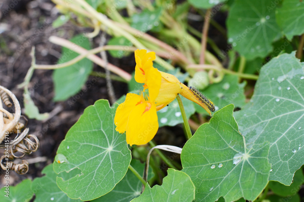 Cabbage white caterpillar on a yellow nasturtium flower Cabbage white caterpillar on a yellow nasturtium flower