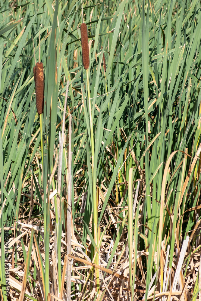 Obraz premium Typha latifolia. Juncos en la Lagoa de Antela, A Limia. Ourense, Galicia, España.