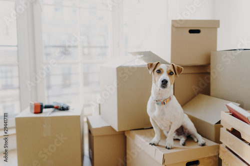 Horizontal shot of domestic animal sits on stack of carton boxes, relocates in new abode, poses in spacious empty room with no furniture, white walls. Animals, real estate and relocation concept © VK Studio
