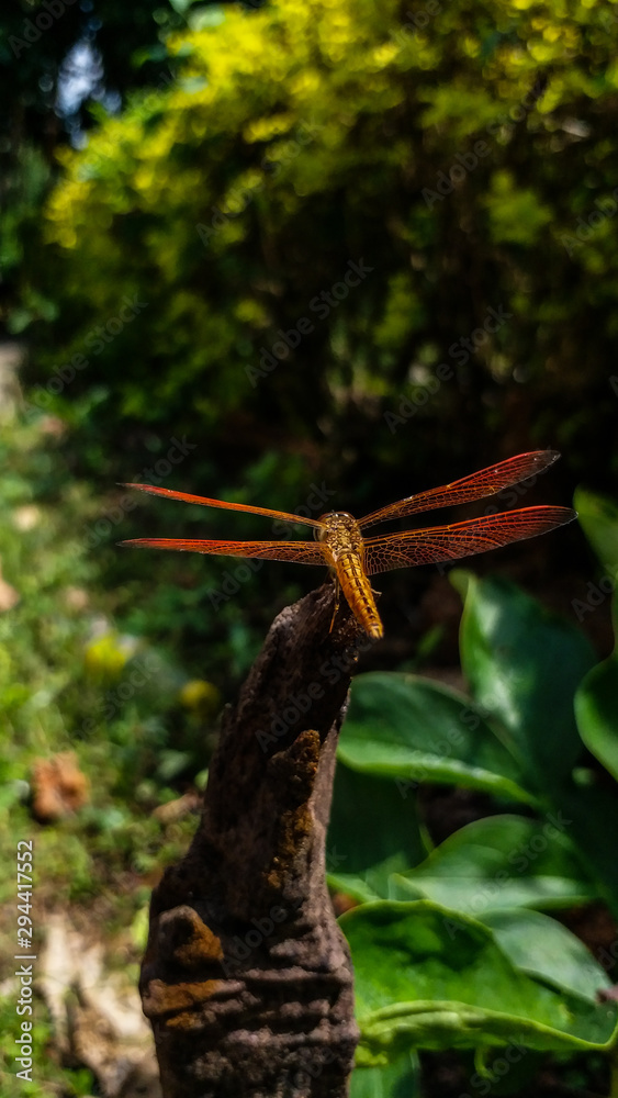 Red dragonfly on stump Red dragonfly on stump