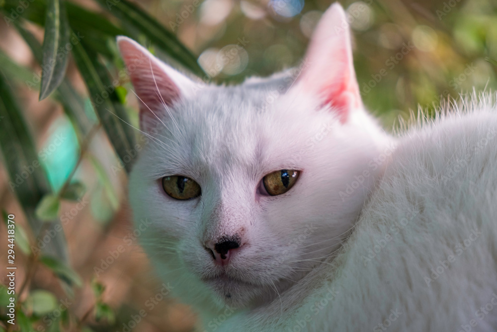 Portrait de chat blanc