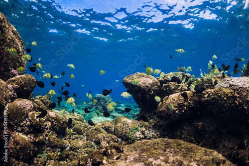 Fototapeta Naklejka Na Ścianę i Meble -  Underwater scene with school of fish over stones bottom. Tropical blue sea