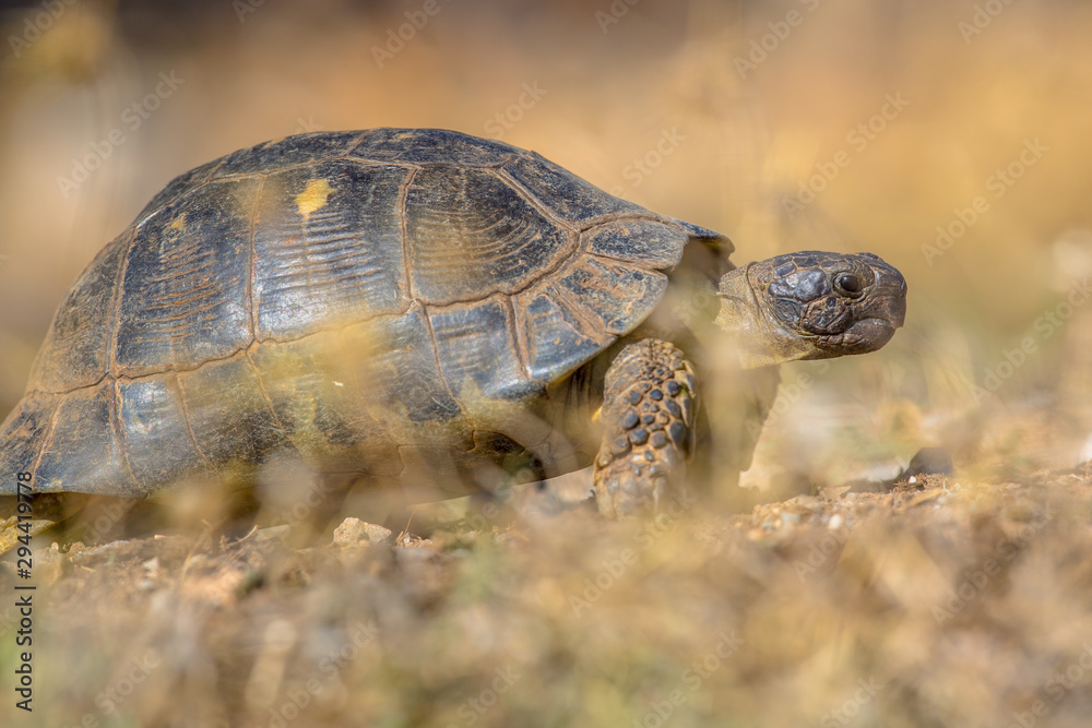 Fototapeta premium Marginated tortoise vegetation