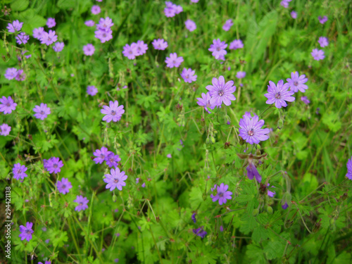 Wildblumen in der Wiese sind sch  n und n  tzlich