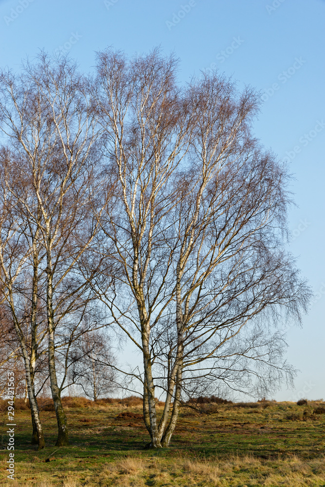 Sandbirken ohne Laub Sandbirken ohne Laub