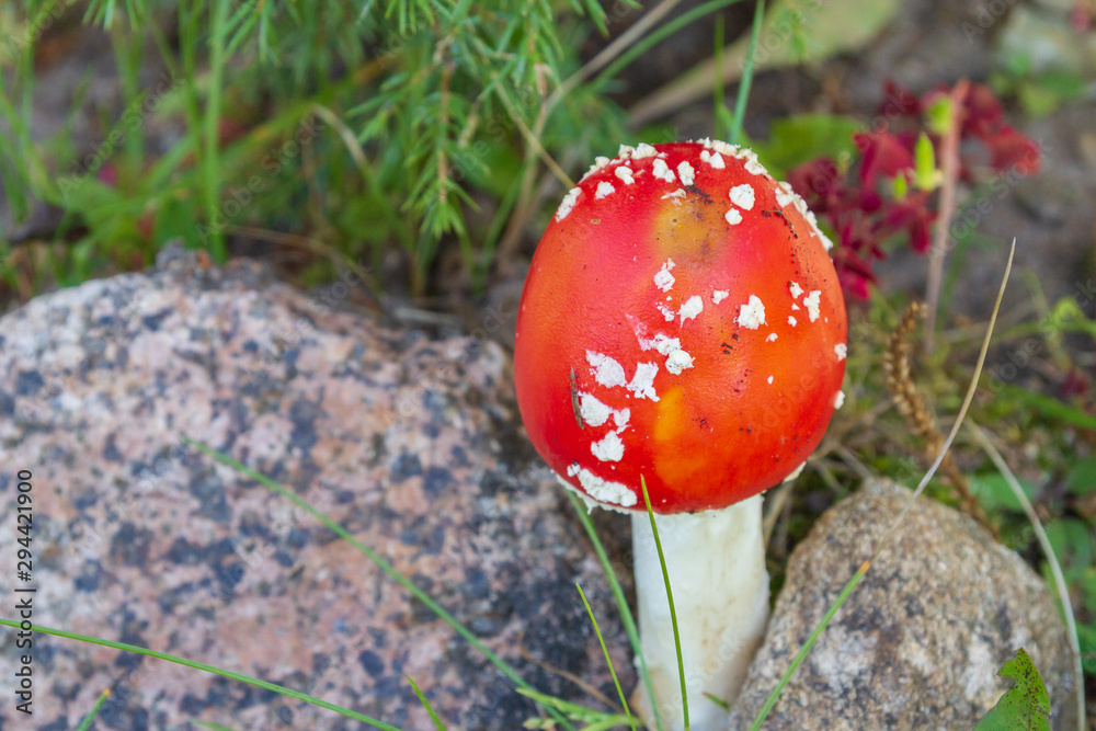 Red bright mushroom fly agaric with white spots near the stones Red bright mushroom fly agaric with white spots near the stones