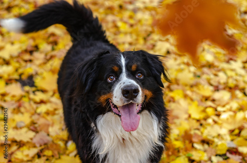 bernese mountain dog with autumn yellow and red leaves. dog head smile © Zkolra