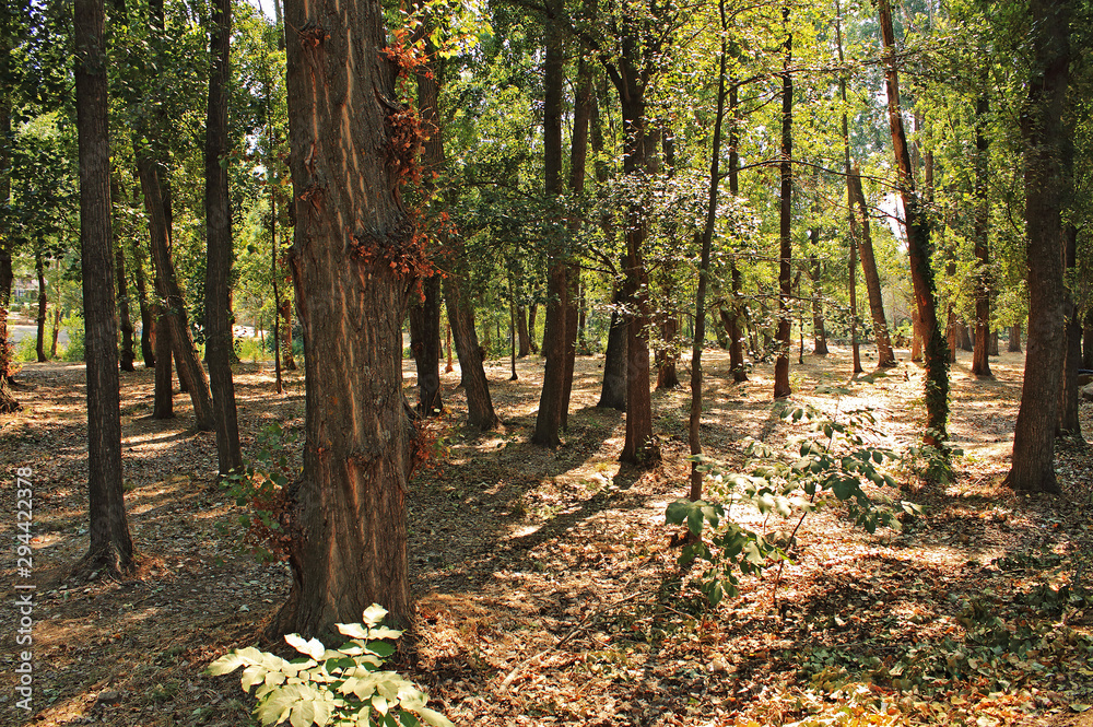 Forest in summer, with dry trees and branches Forest in summer, with dry trees and branches