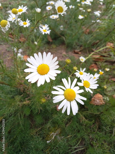 white camomile on a green background