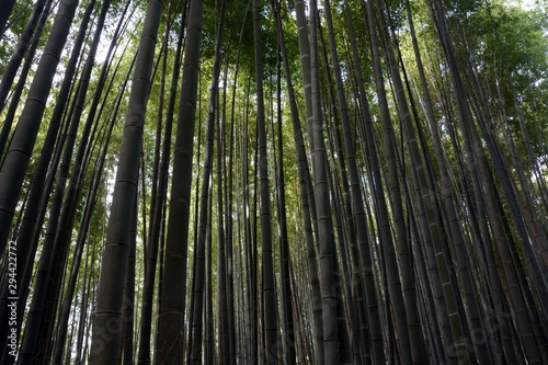 Bamboo forest in Arashiyama  Kyoto  Japan