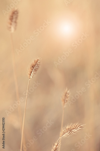 Dry autumn grass in the sunlight on a beautiful blurred natural background. Selective focus. Sunny day.