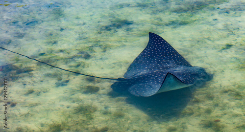 Spotted Eagle Ray scouring sandy bottom near Hutchinson Island Florida