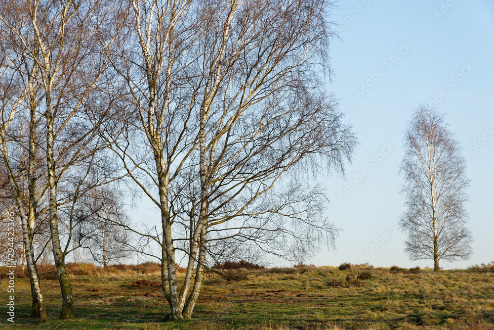 Obraz premium Sandbirken ohne Laub