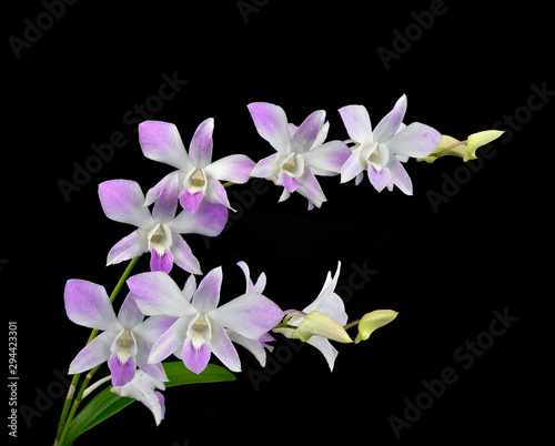 Close-up of white-purple orchid (Orchidaceae) flower on the black background.