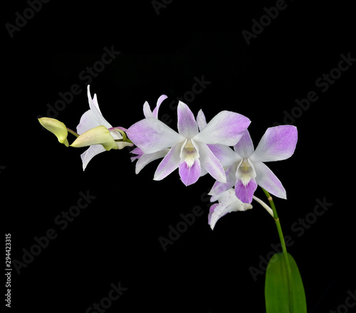 White-purple Orchid (Orchidaceae) flower on the black background.