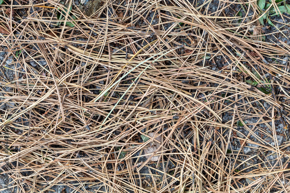 Background Created From Dry Pine Needles Background Created From Dry Pine Needles