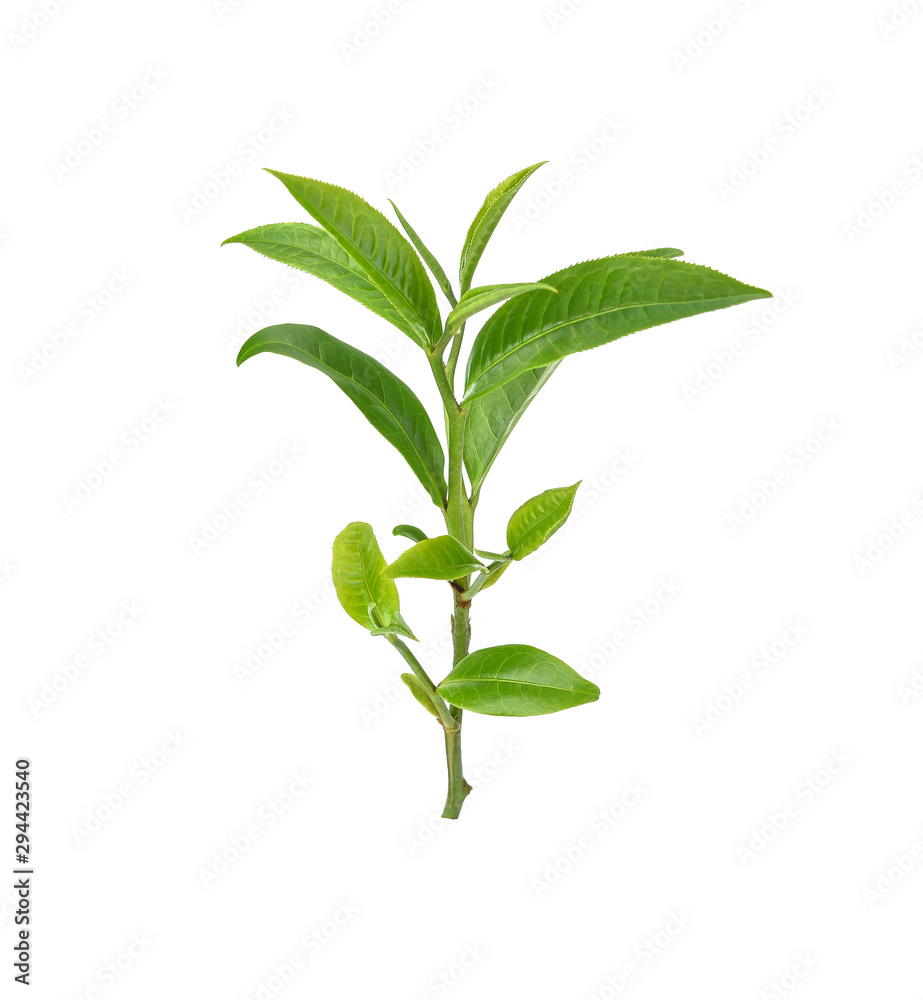Green tea leaf isolated on white background Green tea leaf isolated on white background