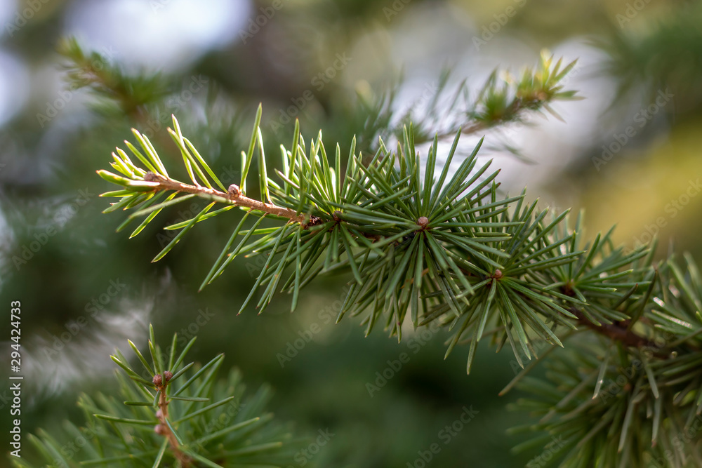 Fototapeta premium Closeup Green Pine Tree Branch 