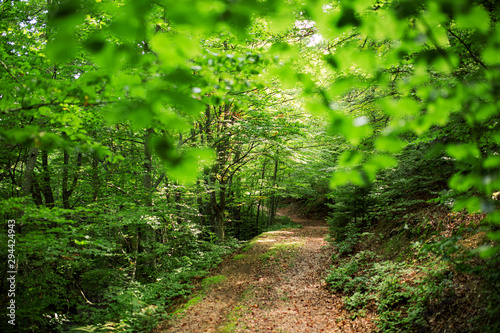 Colorful forest road,background concept