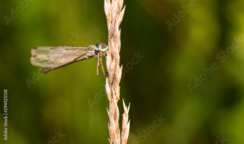 The eyes of the dragonfly perched on a branch © jon