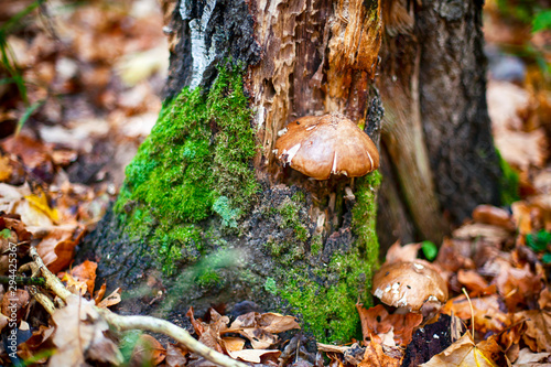 Closeup of birch tree with moss and mushrooms