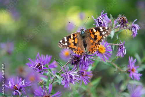 Painted Lady Butetrfly Perched on Flower © R. Gino Santa Maria