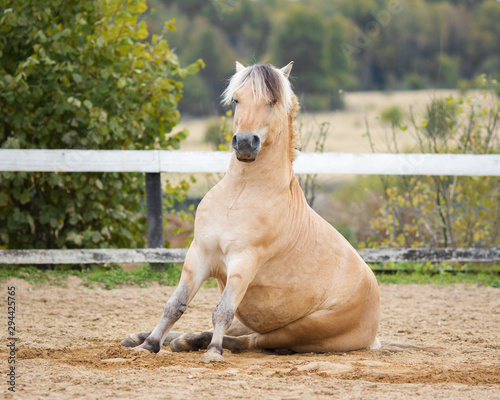 The portrait of a horse sitting on the field, training and dressage