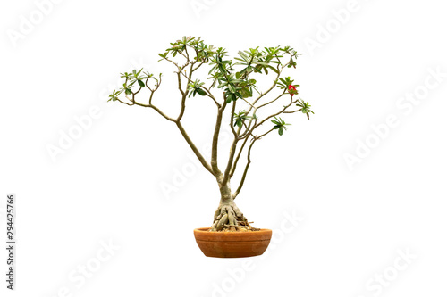 dwarf Adenium isolated on white background with clipping path