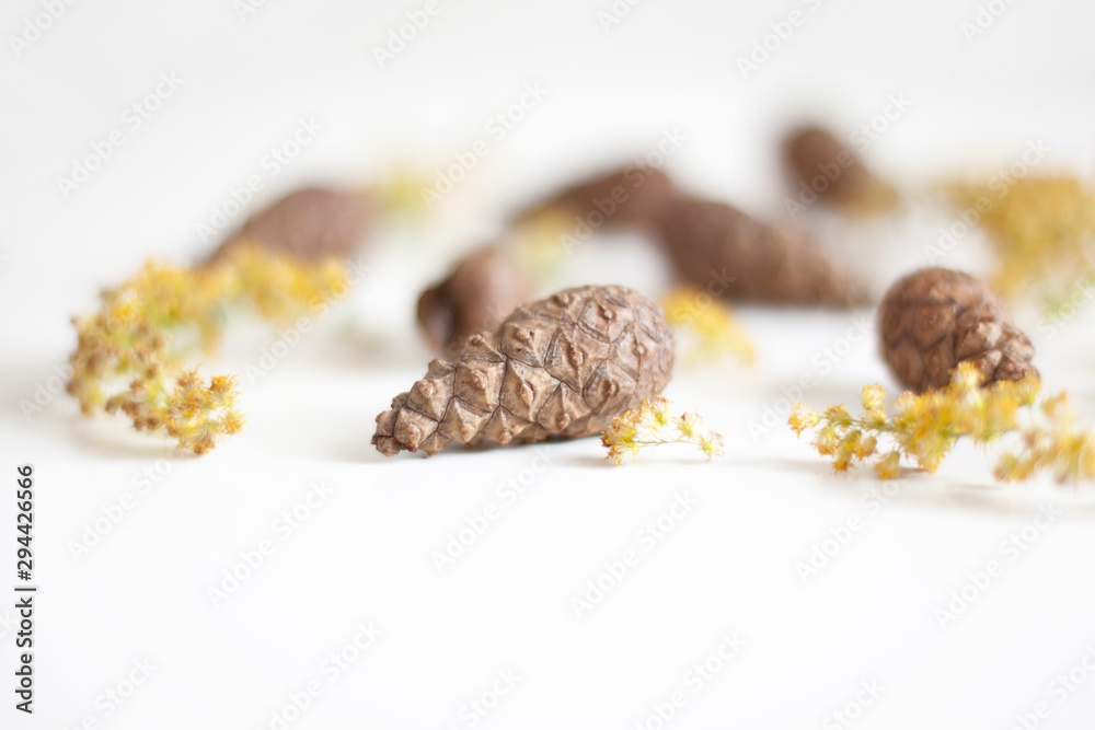 Beauty of nature. Gifts of nature. Cones and yellow dried flowers on a white background. Natural background. Selective focus Beauty of nature. Gifts of nature. Cones and yellow dried flowers on a white background. Natural background. Selective focus