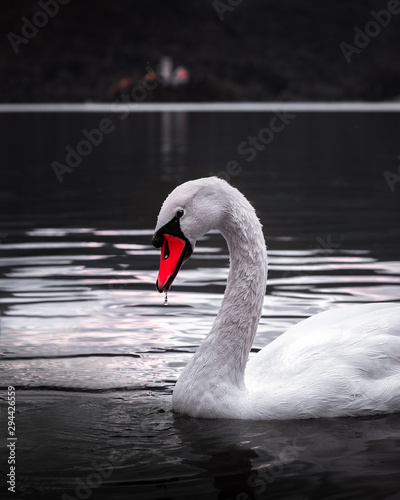 Fototapeta Naklejka Na Ścianę i Meble -  Swan in Bled Lake