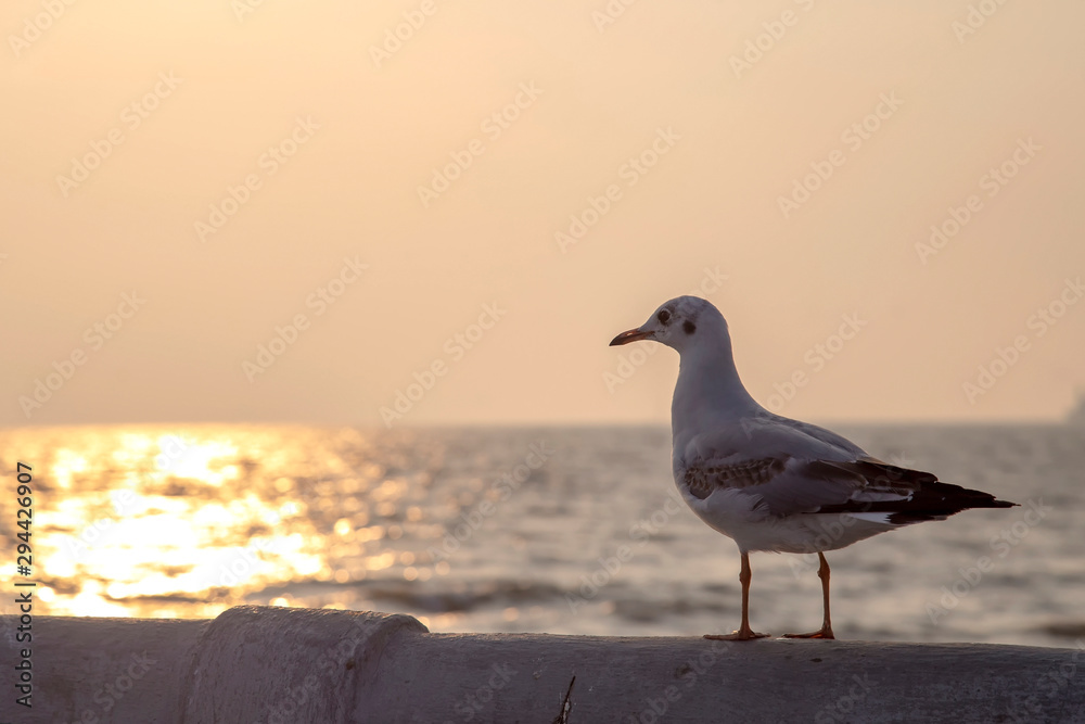 Seagulls standing on a cement fence by the sea at sunset at Bang Pu , Thailand. Seagulls standing on a cement fence by the sea at sunset at Bang Pu , Thailand.