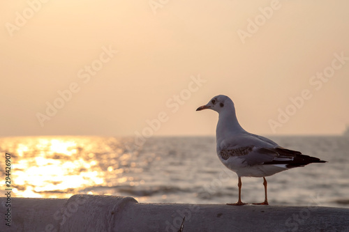 Seagulls standing on a cement fence by the sea at sunset at Bang Pu , Thailand.