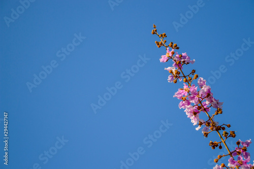 colorful flowers against blue sky