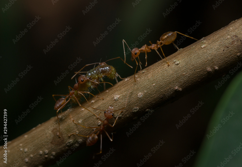 Ants carrying food seen at Thane,Maharashtra,India Ants carrying food seen at Thane,Maharashtra,India