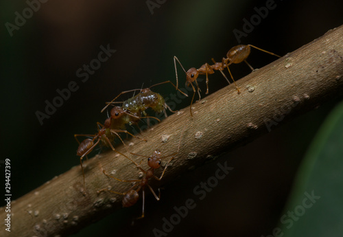 Ants carrying food seen at Thane,Maharashtra,India