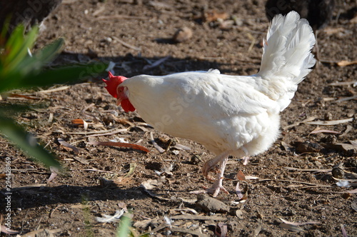 Obraz na płótnie Gallinas leghorn