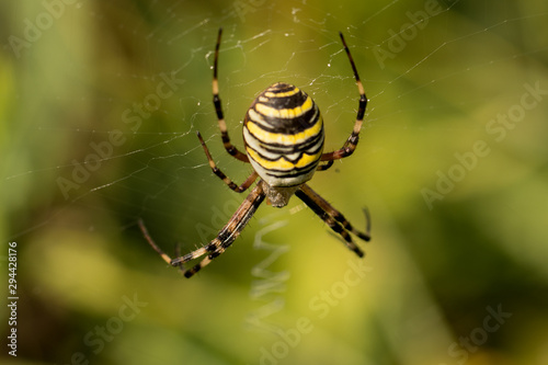 Tiger spider perched on its spider web