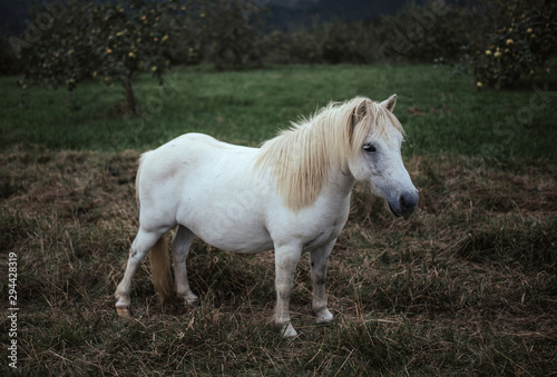 White pony in field