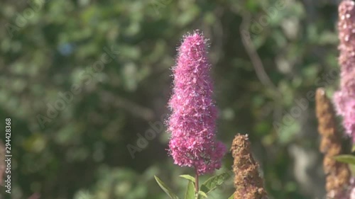 Syrphid fly flies (takeoff) over the flower. Super slow motion 1000 fps photo