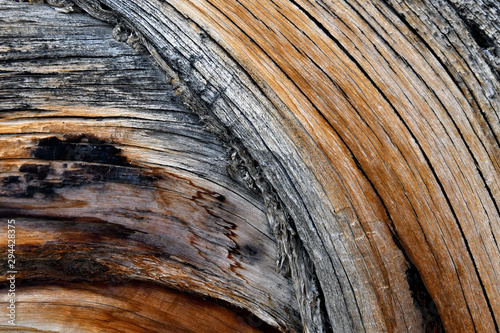 Tablou pe pânză Twisted juniper trunk abstract