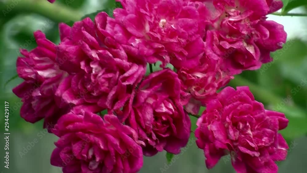 Rote Heckenrosen schaukeln heftig im Wind Rote Heckenrosen schaukeln heftig im Wind