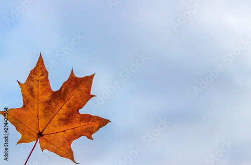 maple leaves on blue sky background