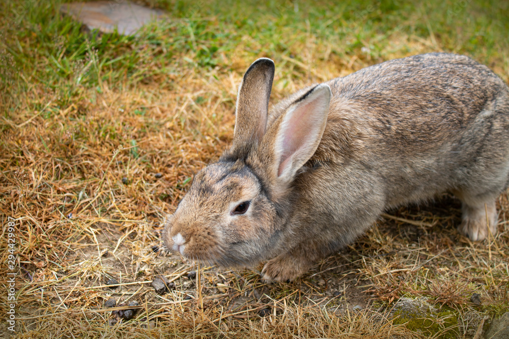 curious fluffy field hare with big ears on a strawy ground curious fluffy field hare with big ears on a strawy ground